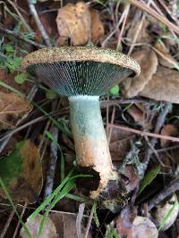 Lactarius deliciosus image