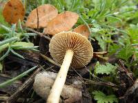 Agrocybe pediades image