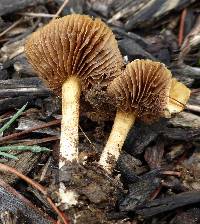 Agrocybe pediades image