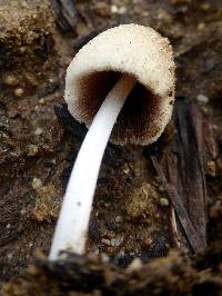 Coprinellus domesticus image