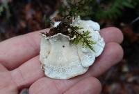 Trametes versicolor image