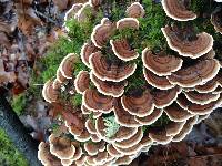 Trametes versicolor image