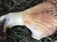 Lactarius alnicola image