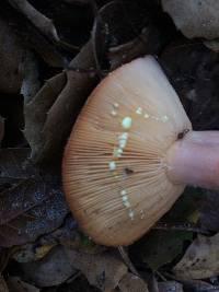 Lactarius xanthogalactus image