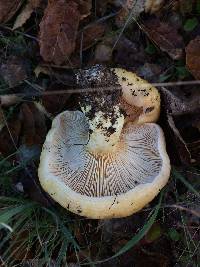 Lactarius alnicola image