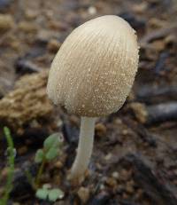 Coprinellus domesticus image