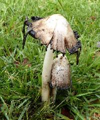 Coprinus comatus image