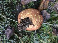 Lactarius xanthogalactus image