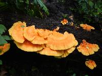 Laetiporus sulphureus image