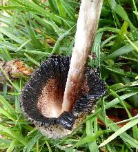 Coprinus comatus image