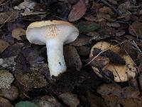 Lactarius alnicola image