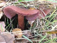 Laccaria amethysteo-occidentalis image