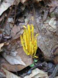 Clavulinopsis fusiformis image