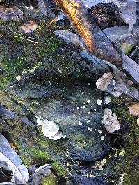 Schizophyllum commune image