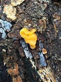 Tremella aurantia image