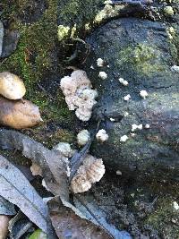 Schizophyllum commune image