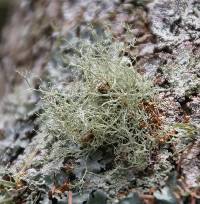 Ramalina peruviana image