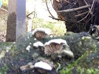 Schizophyllum commune image