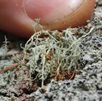 Ramalina peruviana image