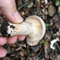 Clitocybe nebularis image