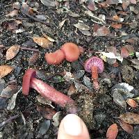 Laccaria amethysteo-occidentalis image