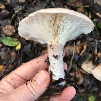 Clitocybe nebularis image