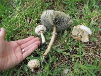 Chlorophyllum molybdites image