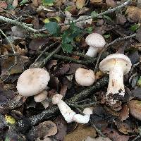 Clitocybe nebularis image