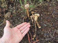 Battarrea phalloides image