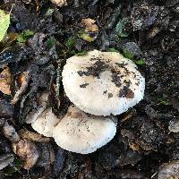 Clitocybe nebularis image