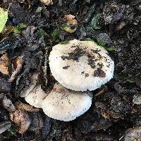 Clitocybe nebularis image