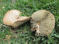 Chlorophyllum molybdites image