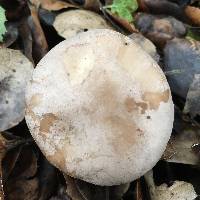 Clitocybe nebularis image