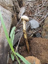 Battarrea phalloides image