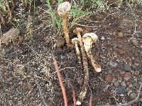 Battarrea phalloides image