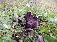 Calvatia fragilis image