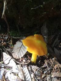 Hygrocybe chlorophana image