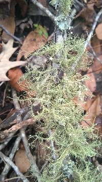 Usnea strigosa image