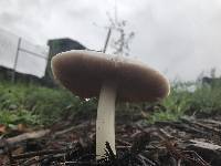 Volvariella gloiocephala image