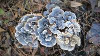 Trametes versicolor image