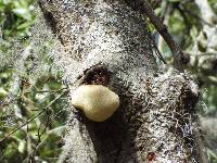 Hericium erinaceus image