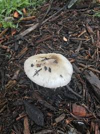 Volvariella gloiocephala image