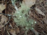 Usnea strigosa image