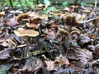 Psilocybe cyanescens image