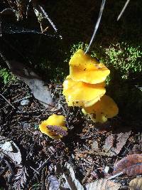 Hygrocybe chlorophana image