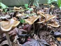 Psilocybe cyanescens image