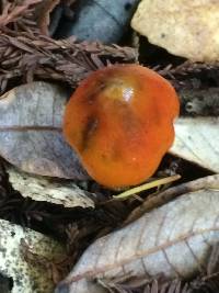 Hygrocybe singeri image