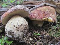 Boletus rex-veris image