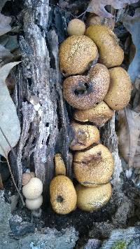 Lycoperdon pyriforme image