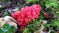 Ramaria araiospora image